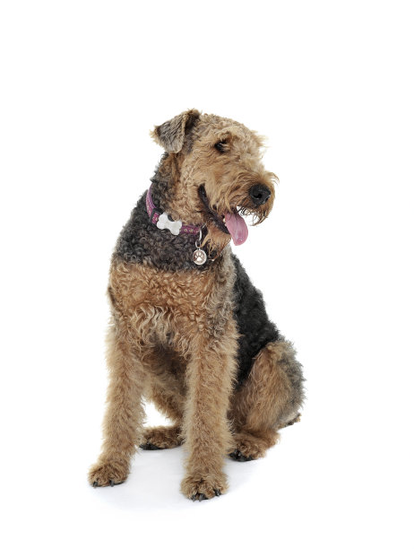 airedale
