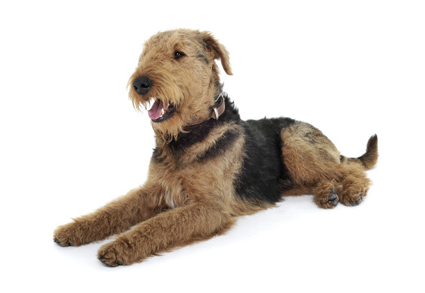 airedale