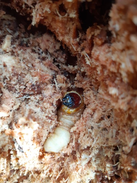 nymph