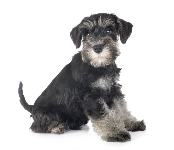 schnauzer