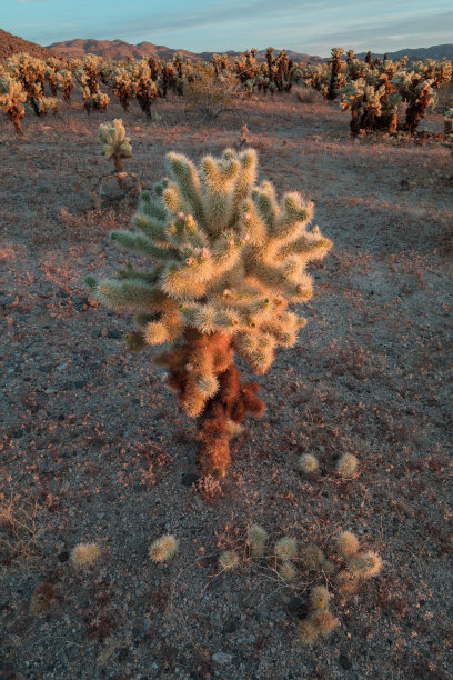 cholla