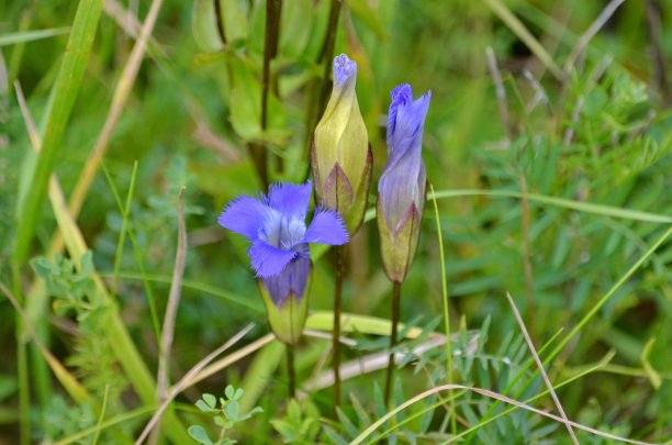 gentian