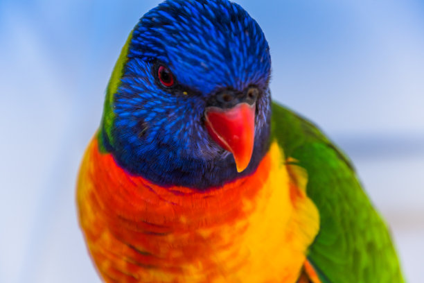 lorikeets