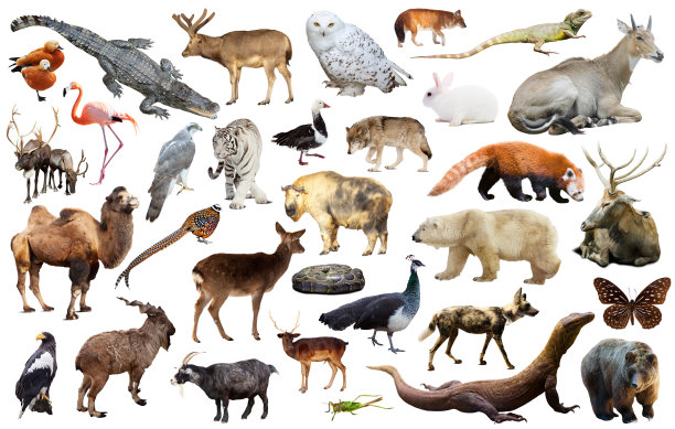 zoology