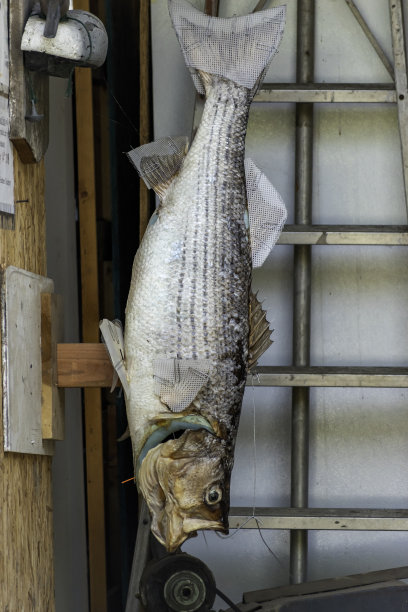 rockfish