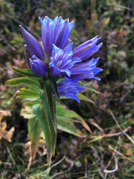 gentian