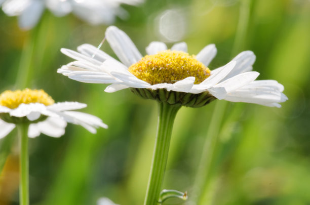 pyrethrum