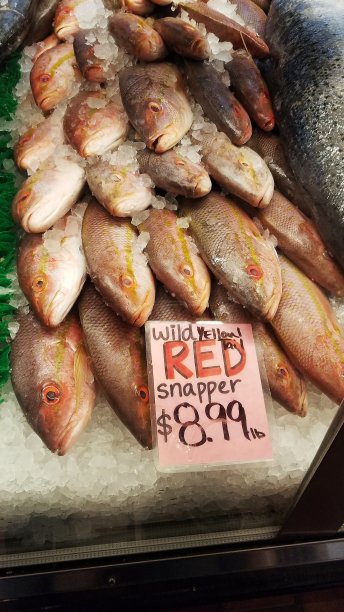 snapper