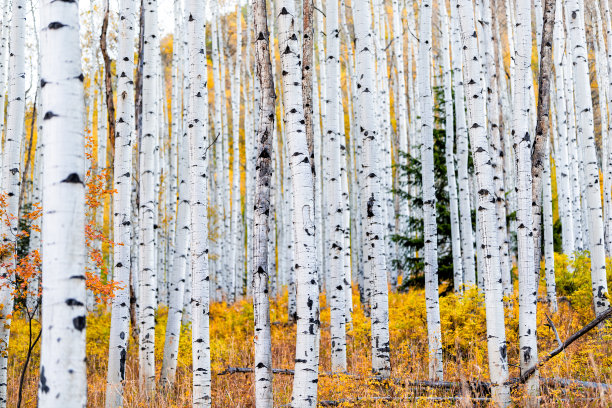 aspen