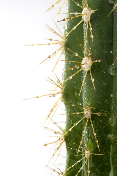 saguaro
