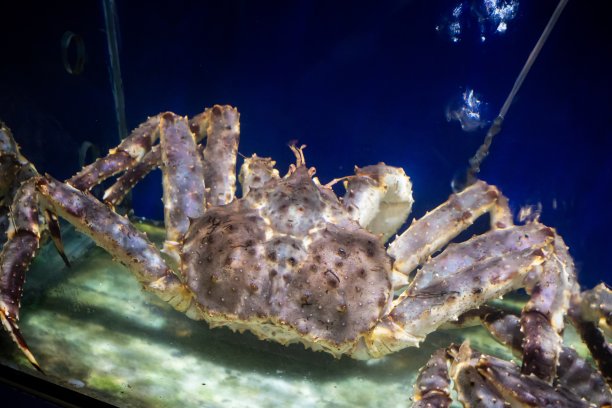 阿拉斯加帝王蟹