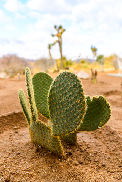 saguaro