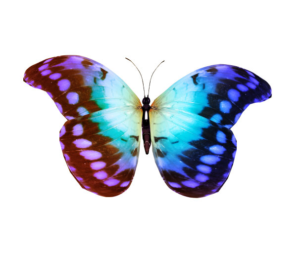 morpho