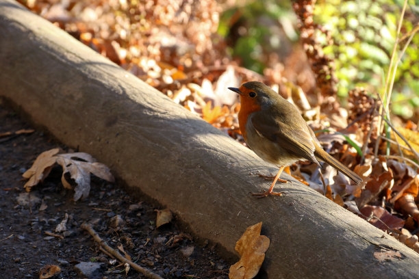 robin-chat