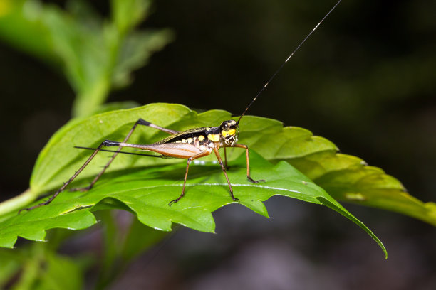 katydid