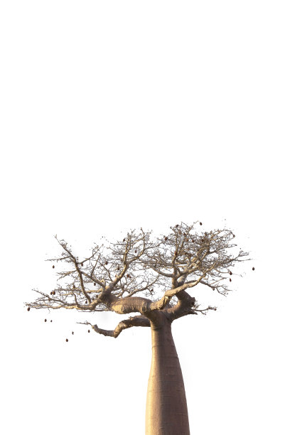 baobab