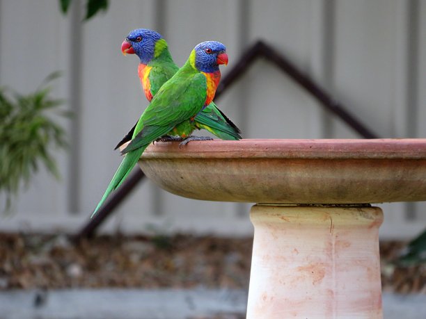 lorikeets
