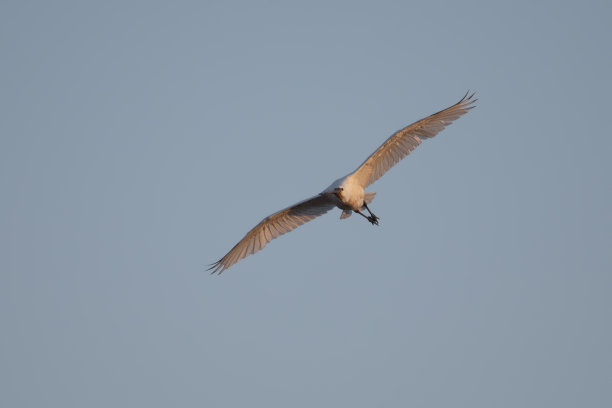 spoonbill