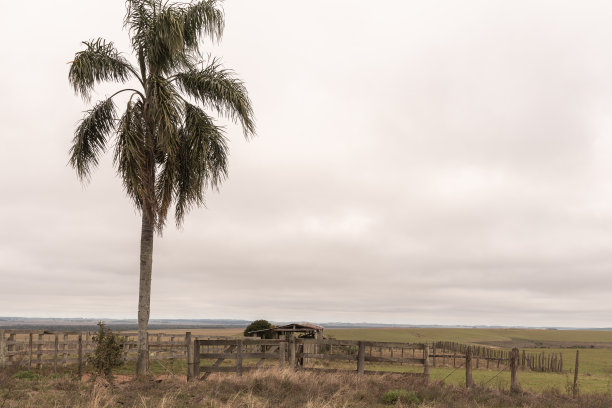 savanna