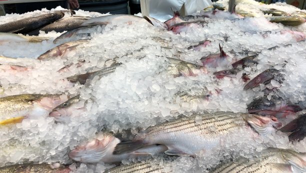 rockfish