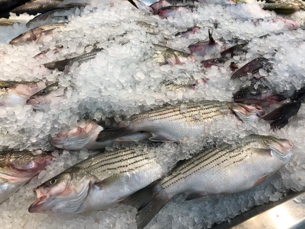 rockfish