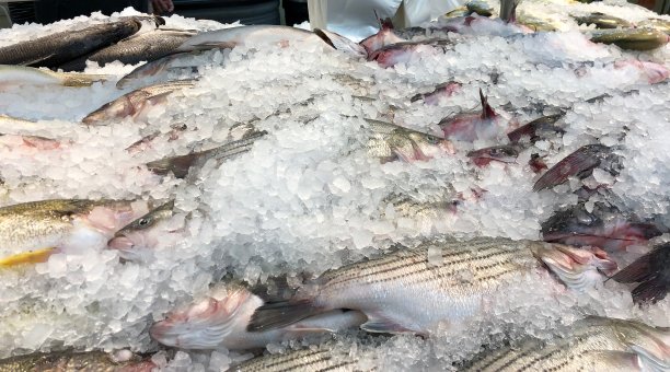 rockfish