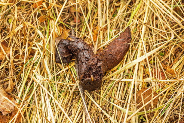 poo