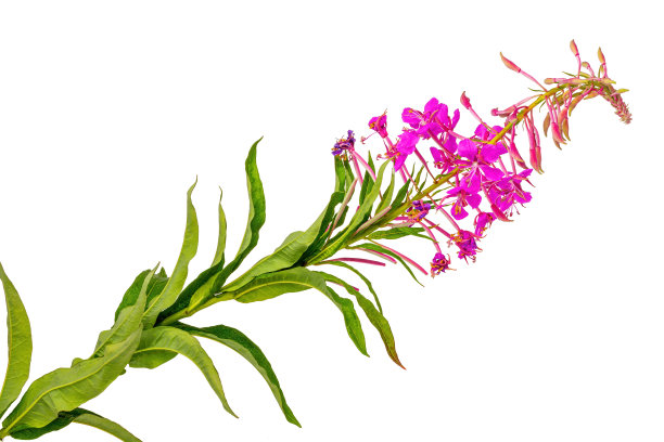 epilobium