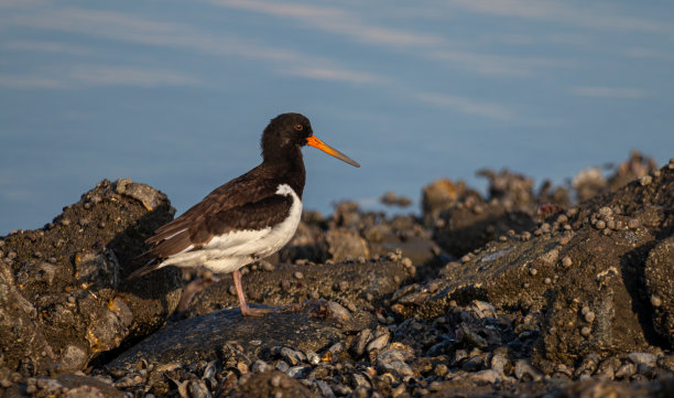 haematopus