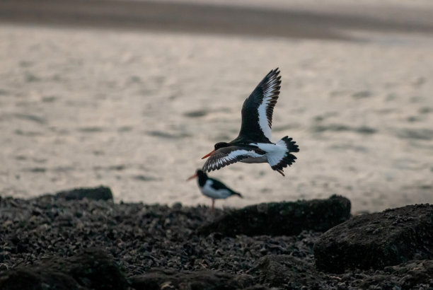 haematopus