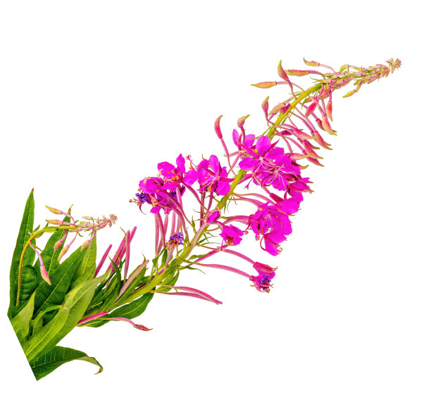 epilobium