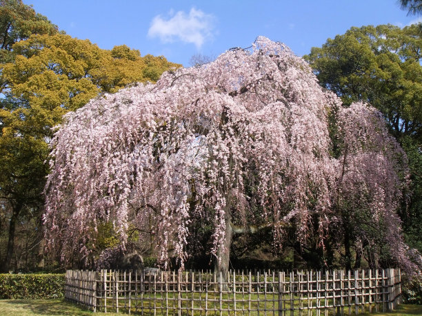 京都御苑