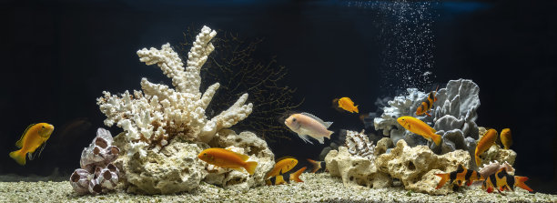 aquarium