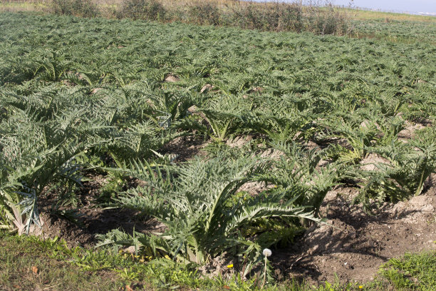 artichoke