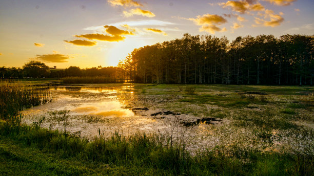 wetland