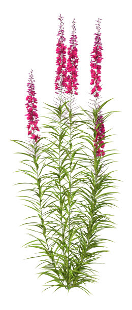 epilobium