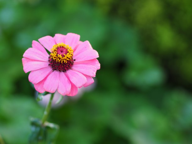 精美紫色绿色圆形花纹图案