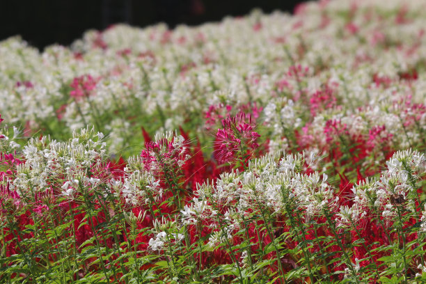 cleome