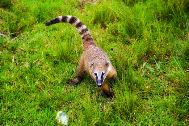 coatimundi