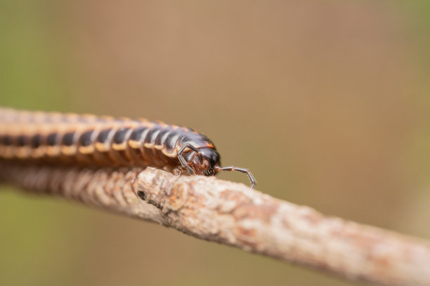 millipede
