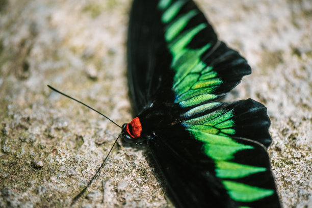 ornithoptera