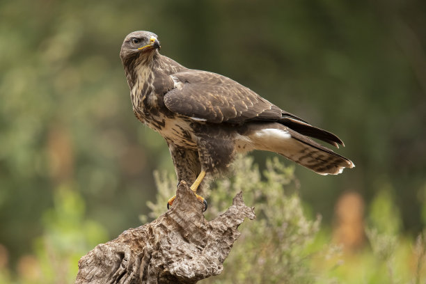 buzzard