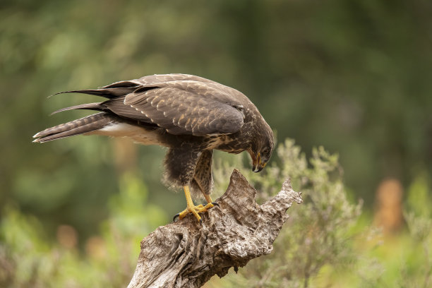 buzzard