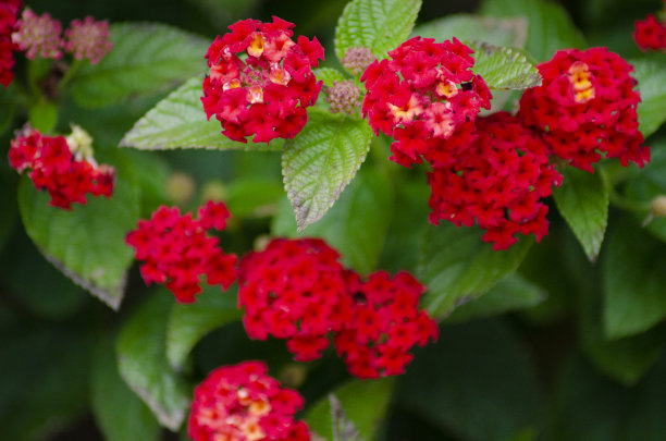 lantana
