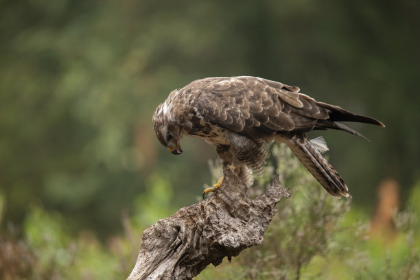 buzzard