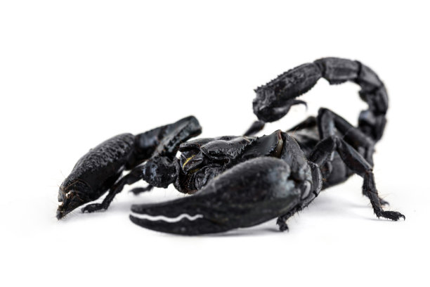scorpio