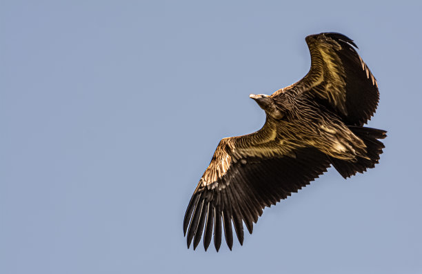 buzzard
