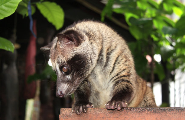 civet