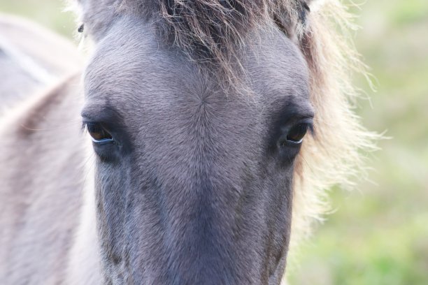 muzzle