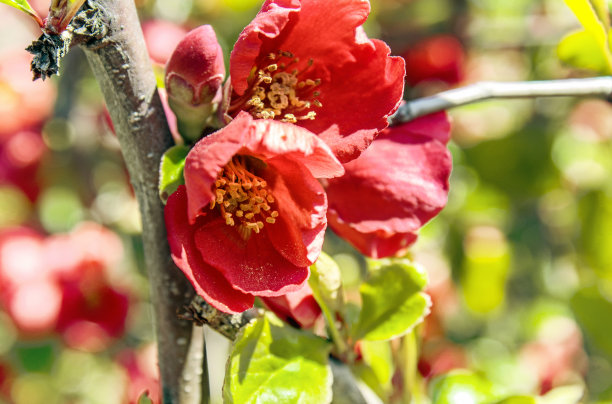 chaenomeles
